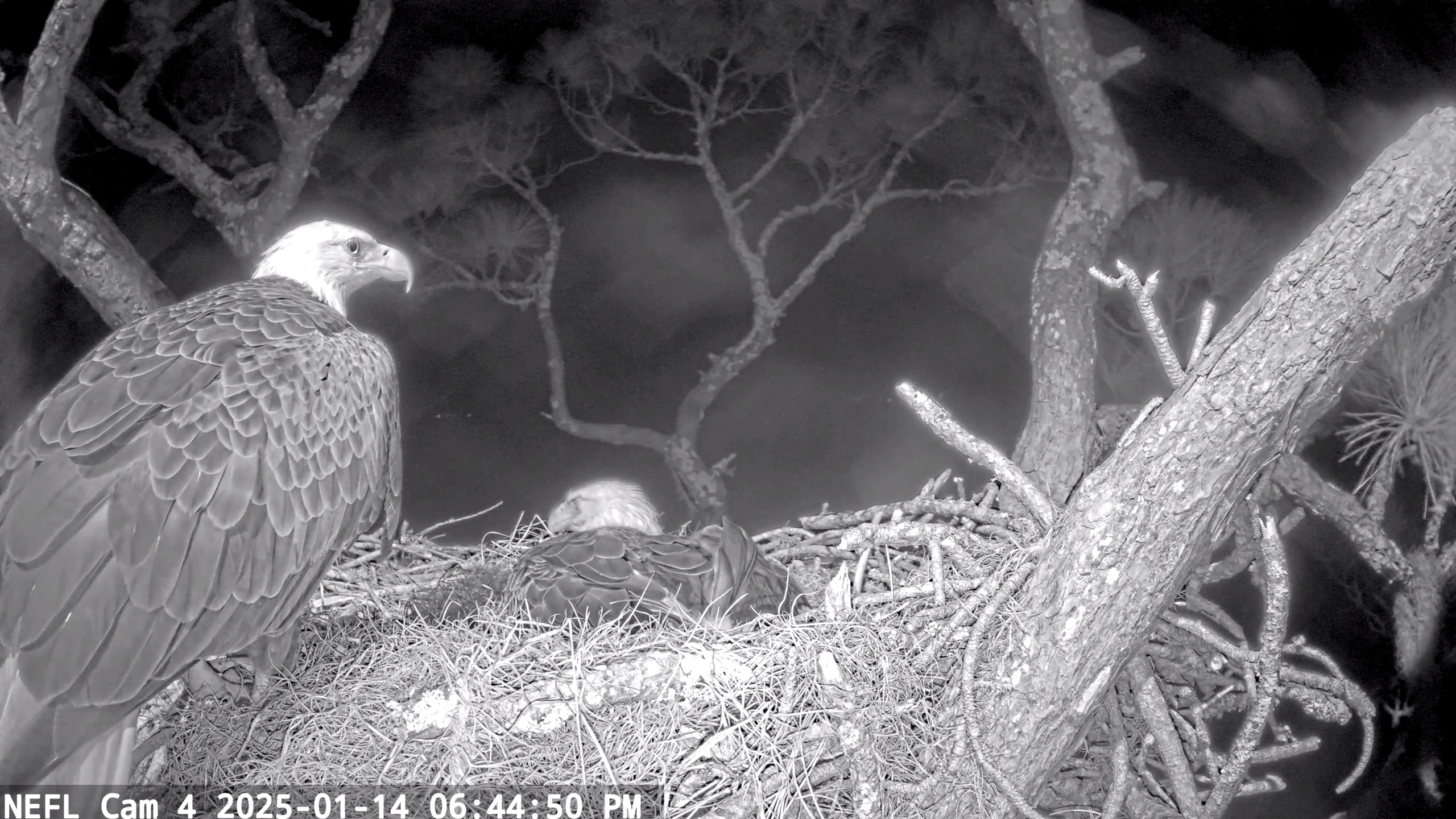 Snapshot of NE Florida Eagles Live Webcam taken Jan 14, 2025, 6:45pm EST