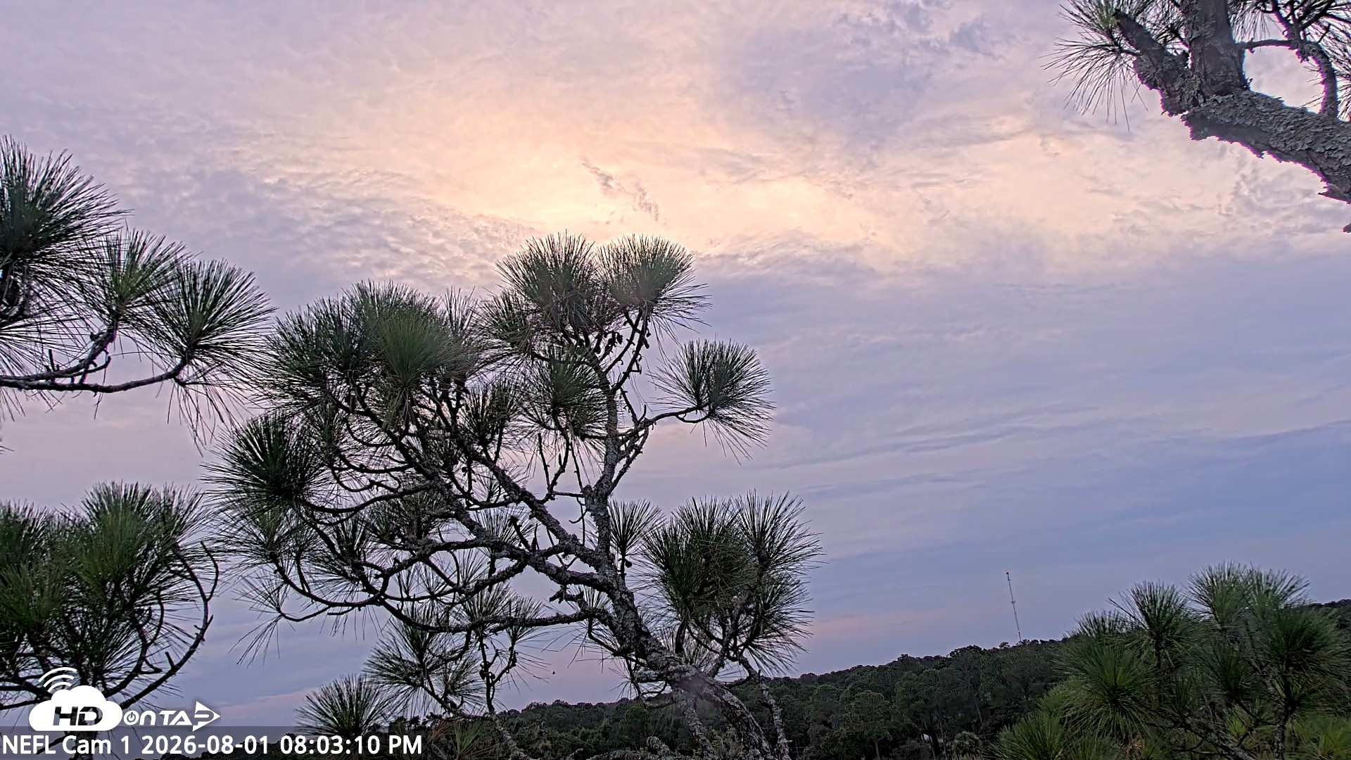 Snapshot of NE Florida Eagles Live Webcam taken Aug 1, 2026, 8:04pm EDT