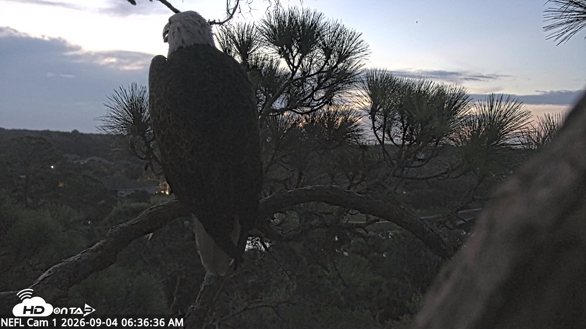 Snapshot of NE Florida Eagles Live Webcam taken Sep 4, 2026, 6:37am EDT