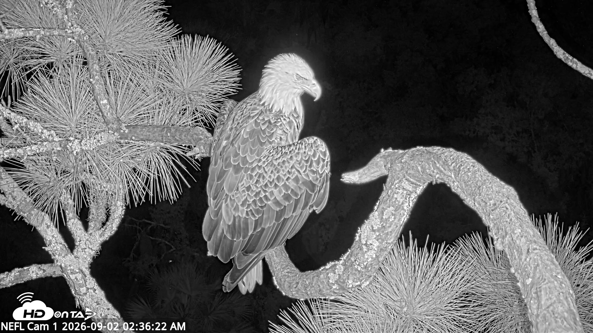 Snapshot of NE Florida Eagles Live Webcam taken Sep 2, 2026, 2:37am EDT
