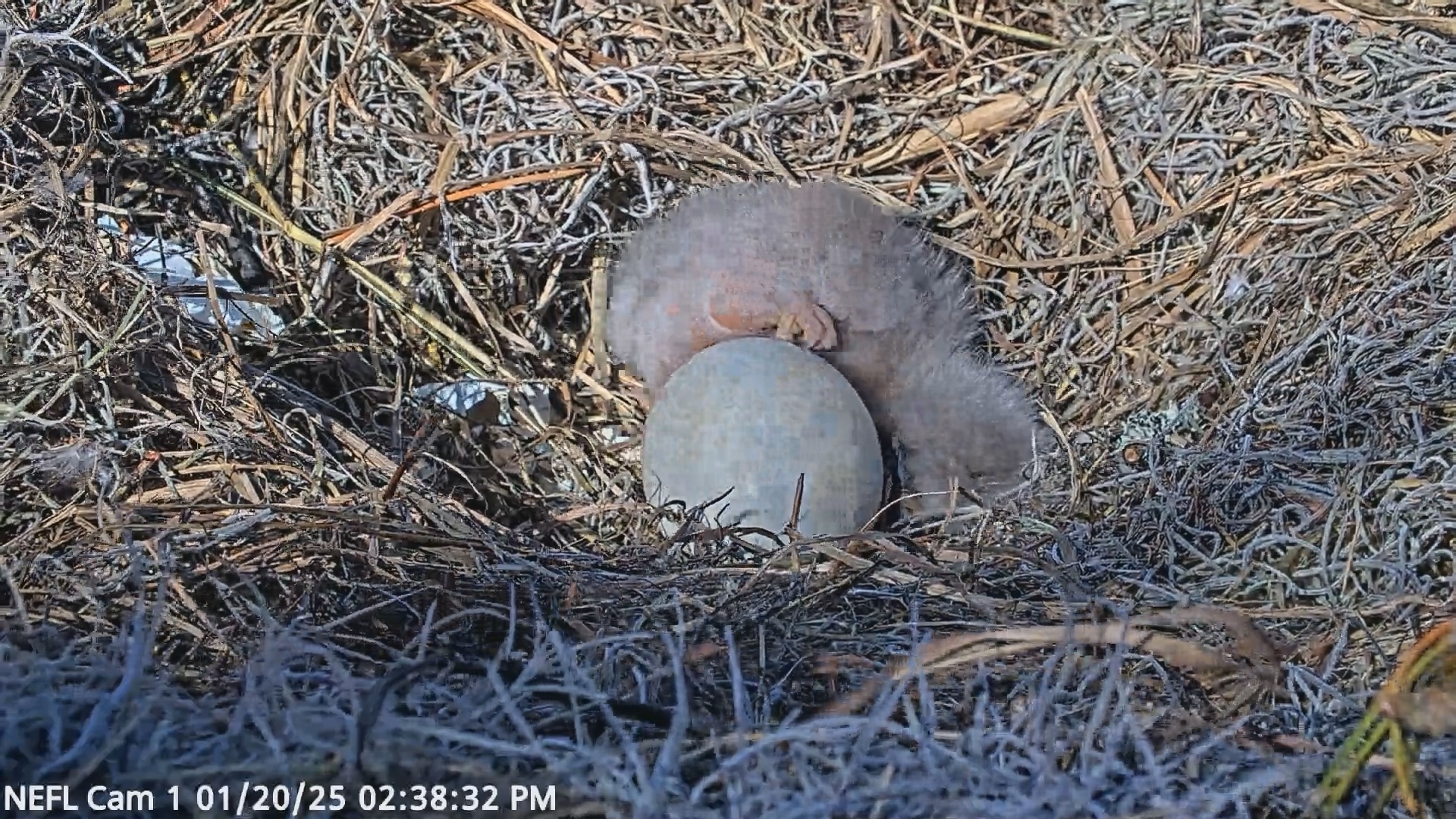 Snapshot of NE Florida Eagles Live Webcam taken Jan 20, 2025, 2:38pm EST