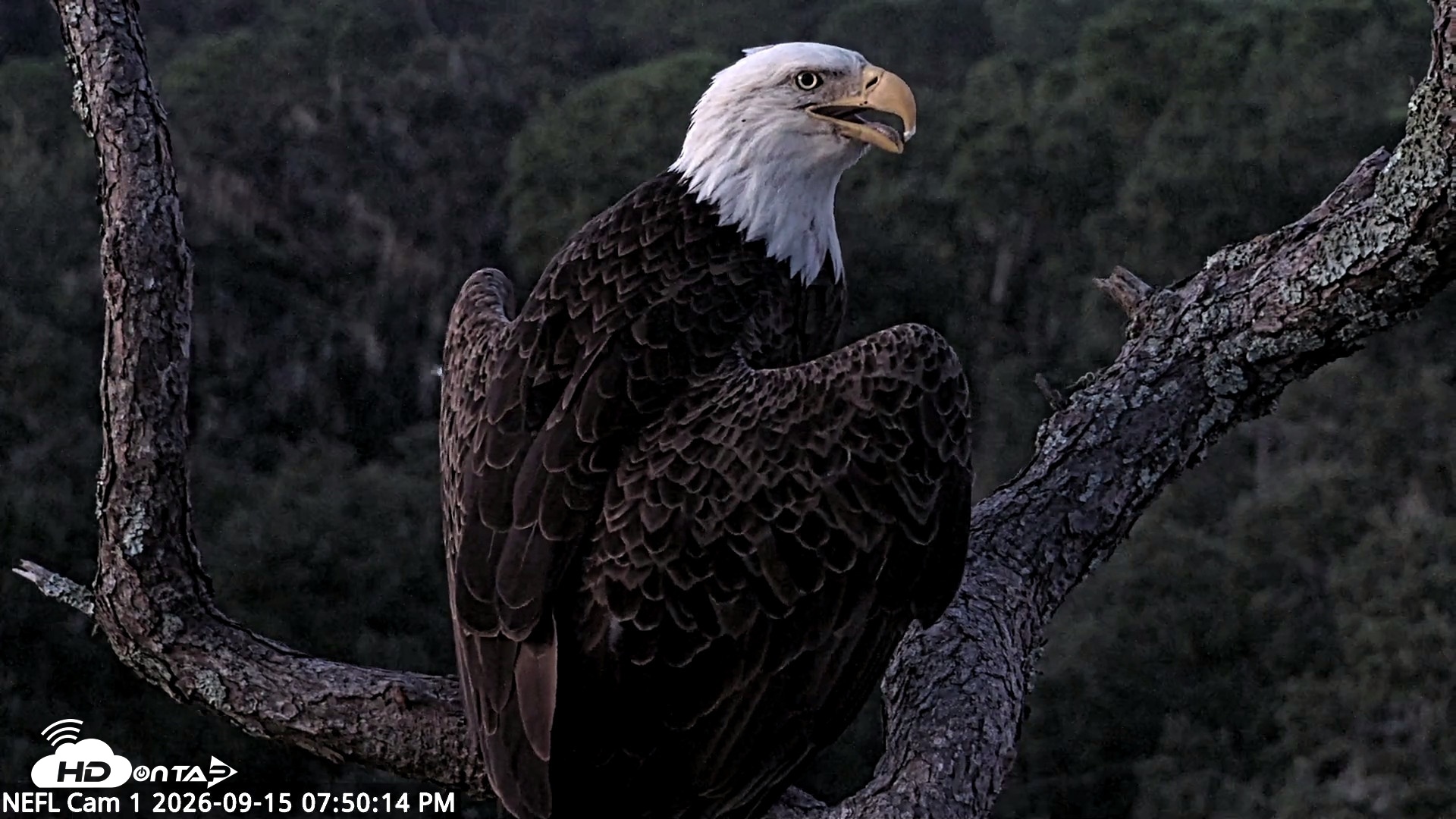 Snapshot of NE Florida Eagles Live Webcam taken Sep 15, 2026, 7:51pm EDT