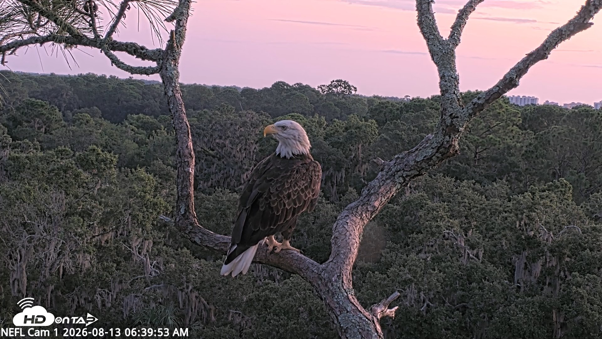 Snapshot of NE Florida Eagles Live Webcam taken Aug 13, 2026, 6:40am EDT