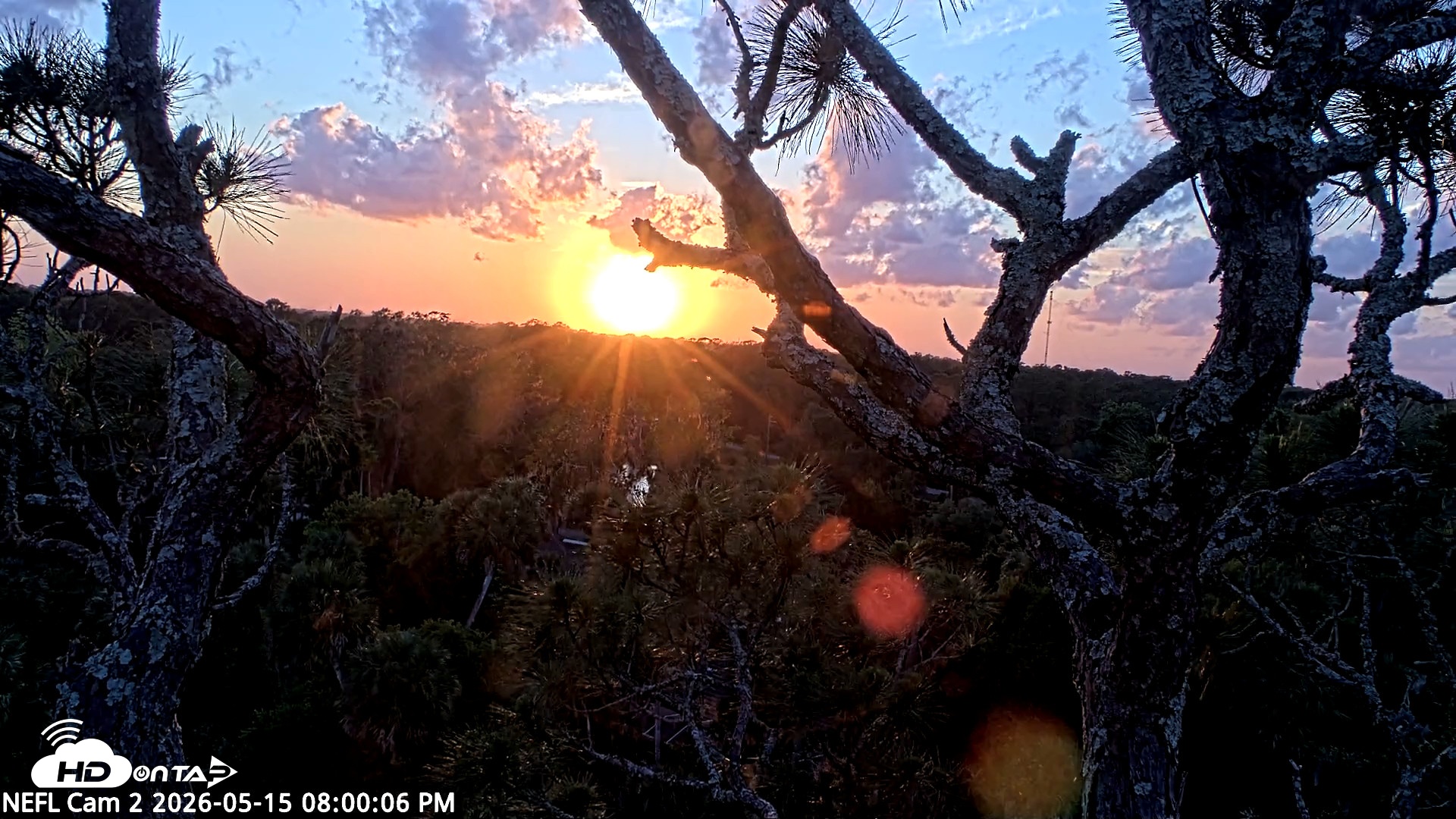 Snapshot of NE Florida Eagles Live Webcam taken May 15, 2026, 8:01pm EDT