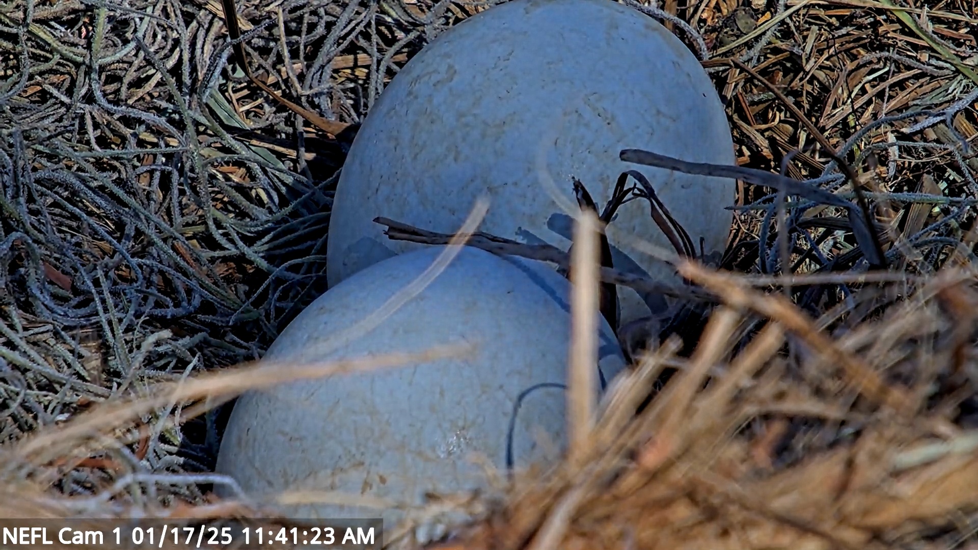 Snapshot of NE Florida Eagles Live Webcam taken Jan 17, 2025, 11:41am EST