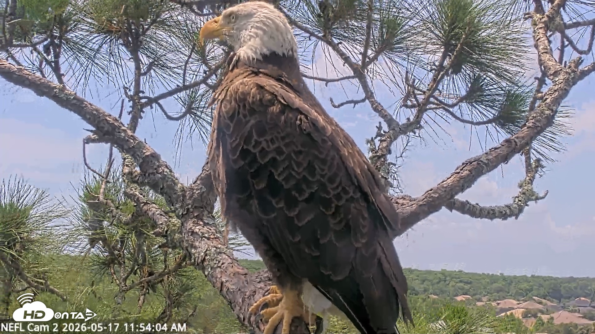 Snapshot of NE Florida Eagles Live Webcam taken May 17, 2026, 11:55am EDT
