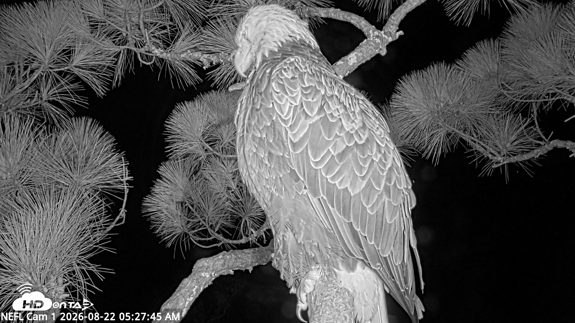 Snapshot of NE Florida Eagles Live Webcam taken Aug 22, 2026, 5:28am EDT