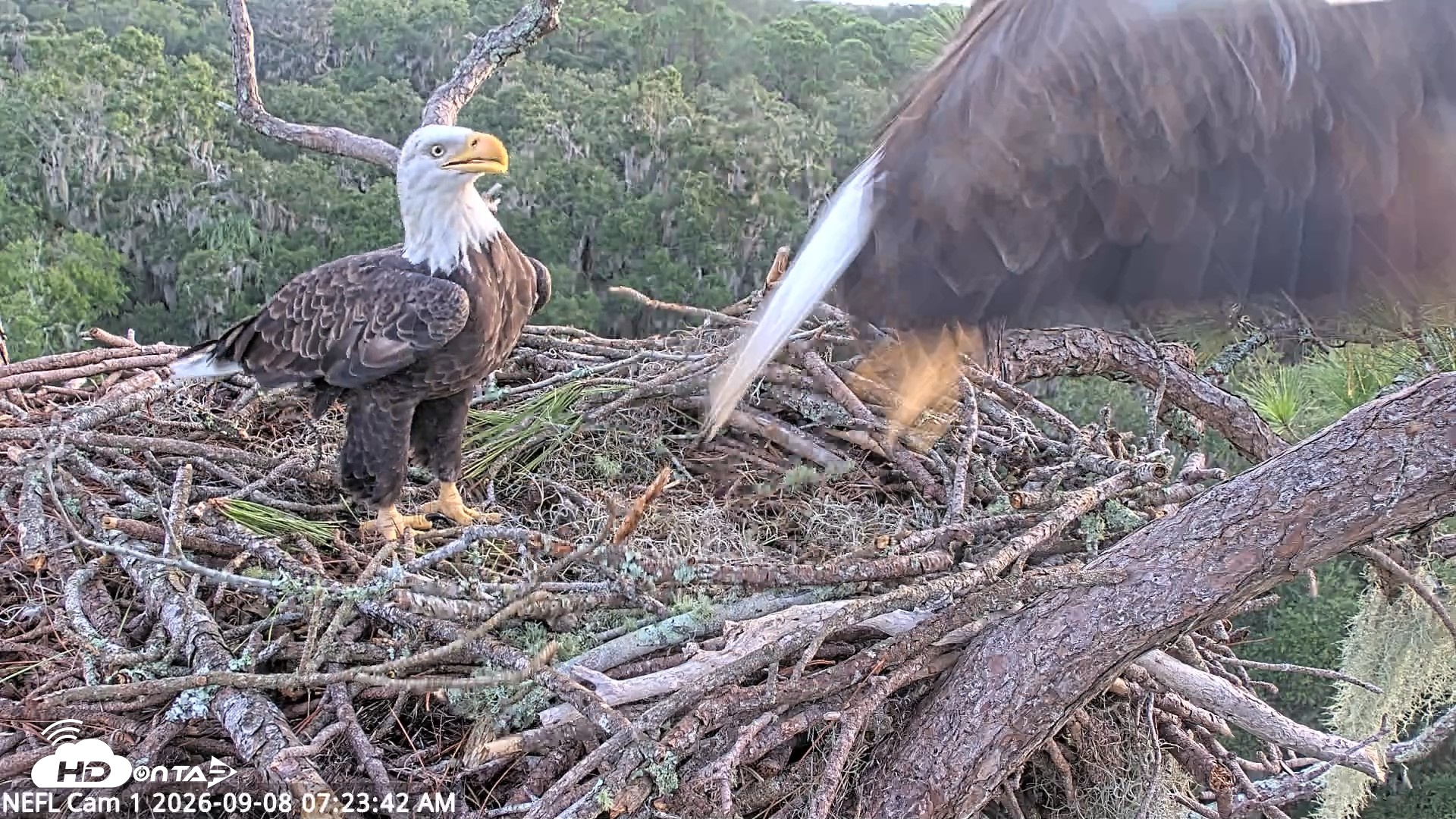 Snapshot of NE Florida Eagles Live Webcam taken Sep 8, 2026, 7:24am EDT