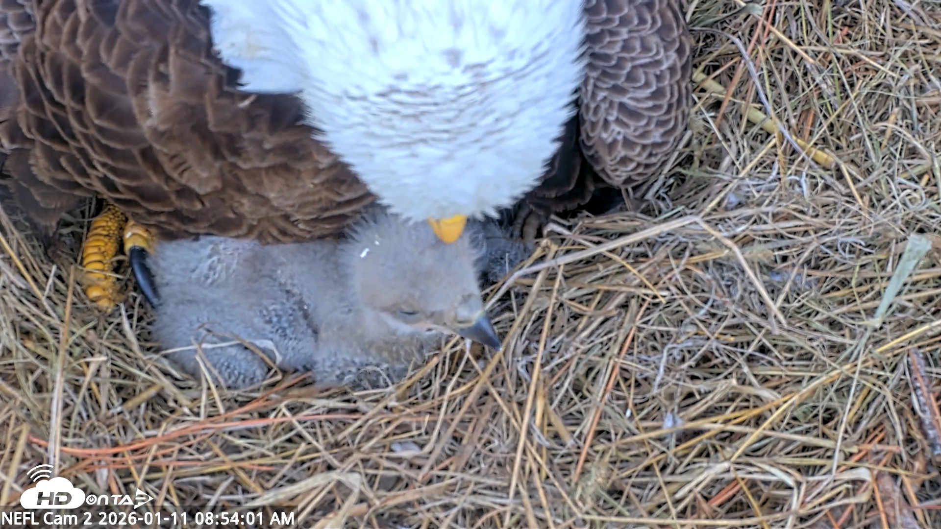 Snapshot of NE Florida Eagles Live Webcam taken Jan 11, 2026, 8:54am EST