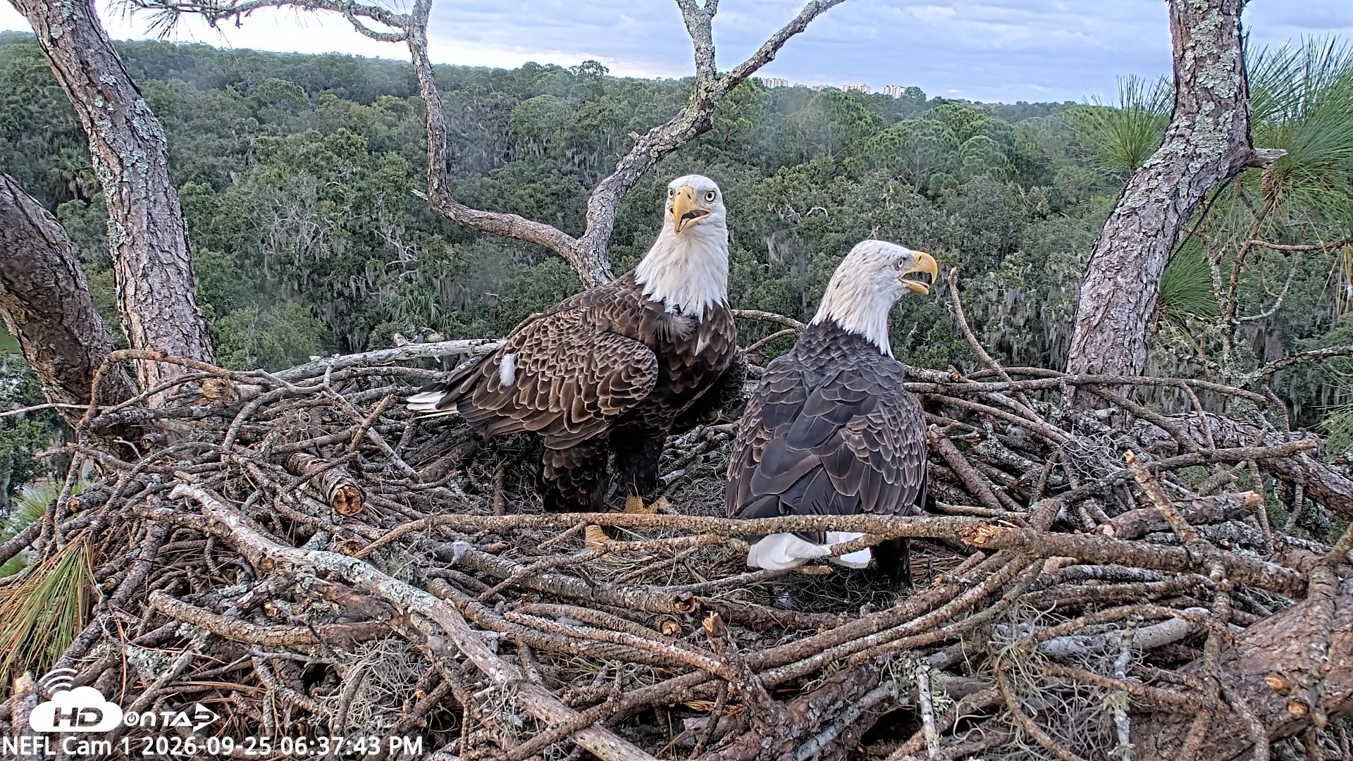 Snapshot of NE Florida Eagles Live Webcam taken Sep 25, 2026, 6:38pm EDT