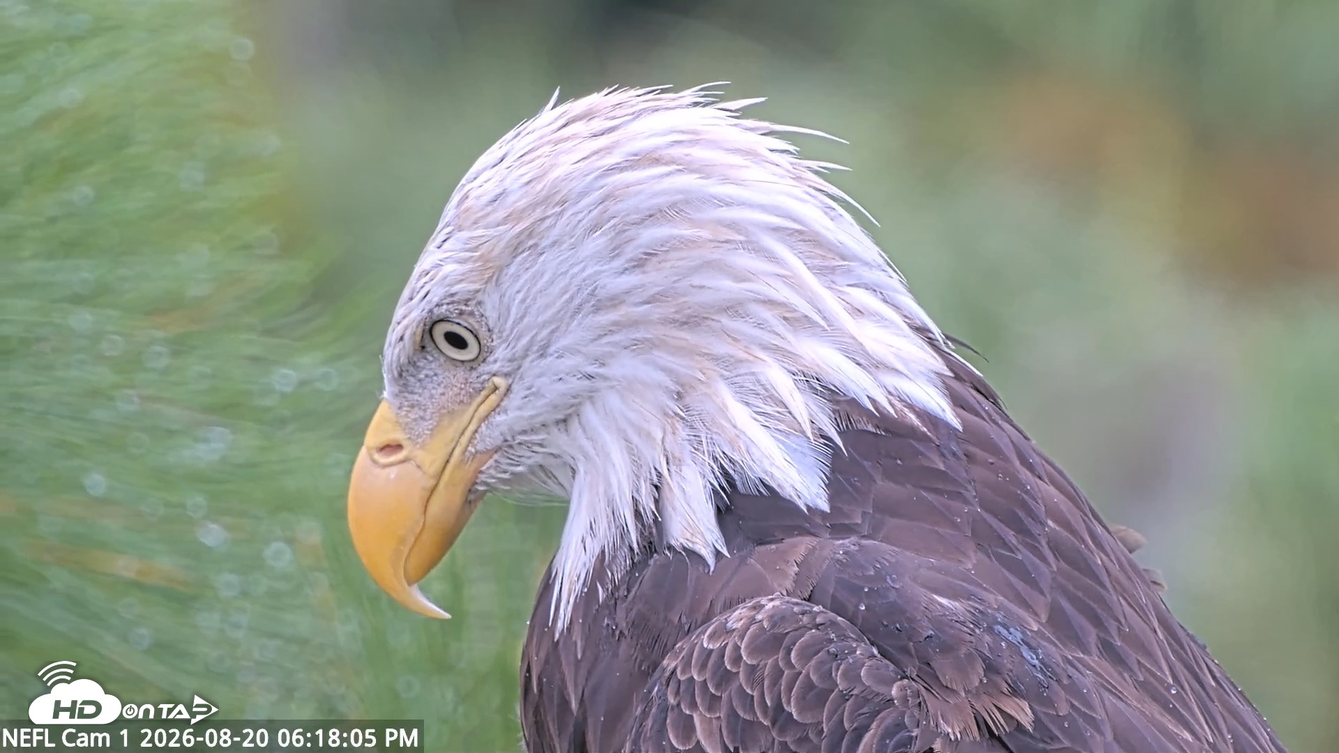 Snapshot of NE Florida Eagles Live Webcam taken Aug 20, 2026, 6:18pm EDT