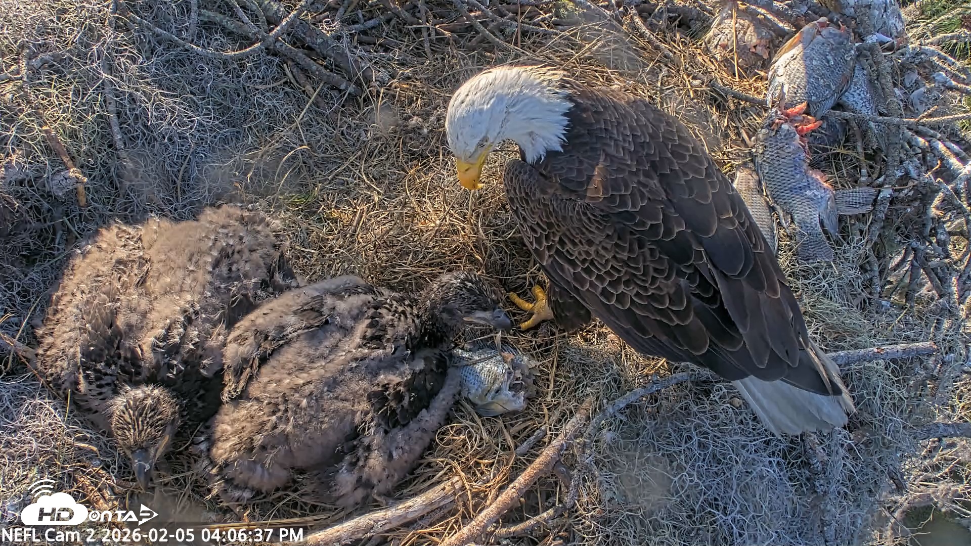 Snapshot of NE Florida Eagles Live Webcam taken Feb 5, 2026, 4:07pm EST