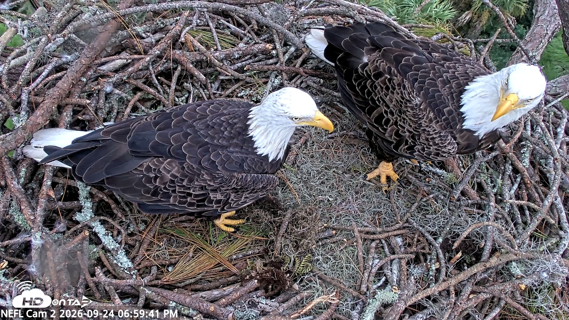 Snapshot of NE Florida Eagles Live Webcam taken Sep 24, 2026, 7:00pm EDT