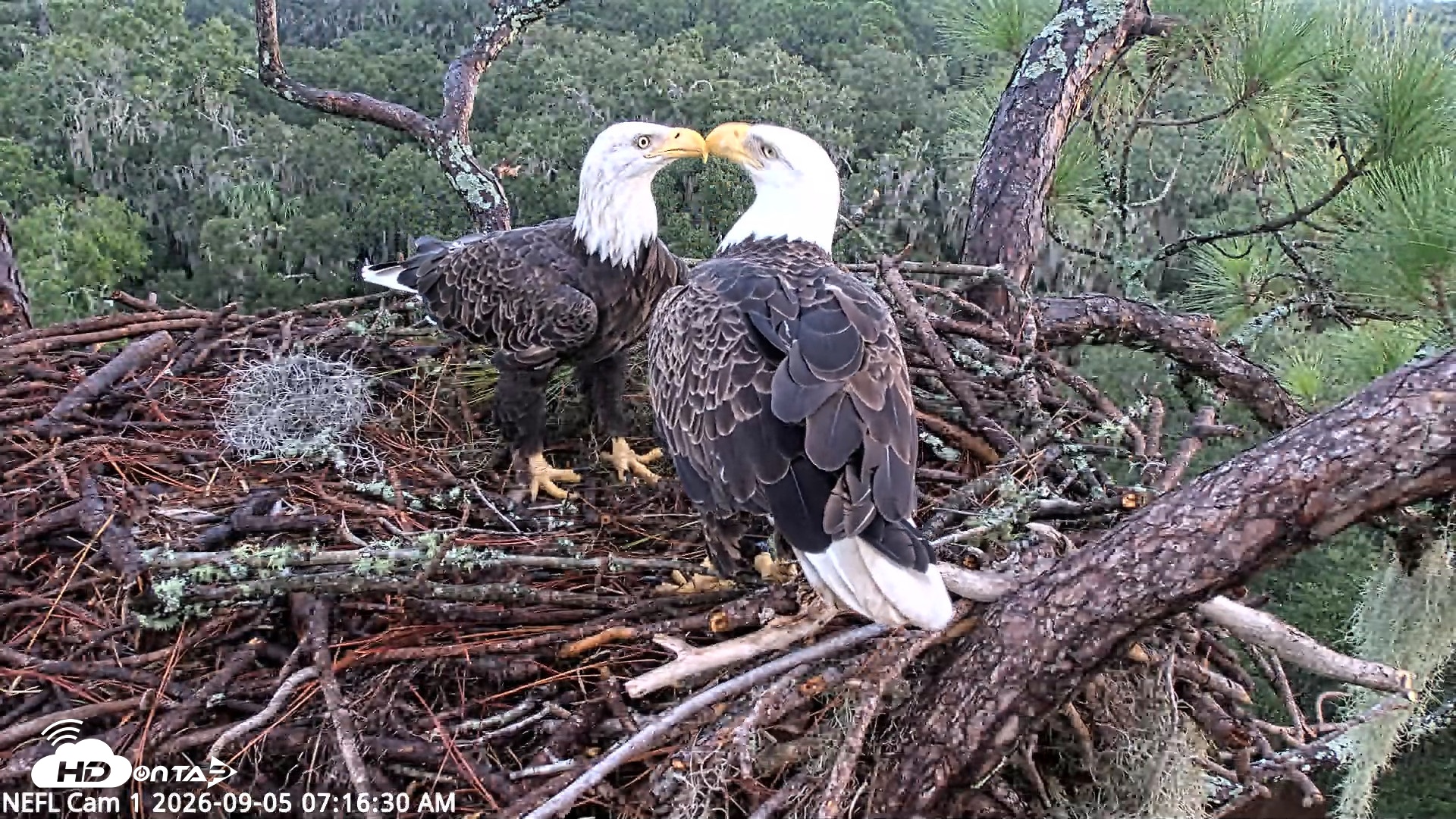 Snapshot of NE Florida Eagles Live Webcam taken Sep 5, 2026, 7:17am EDT