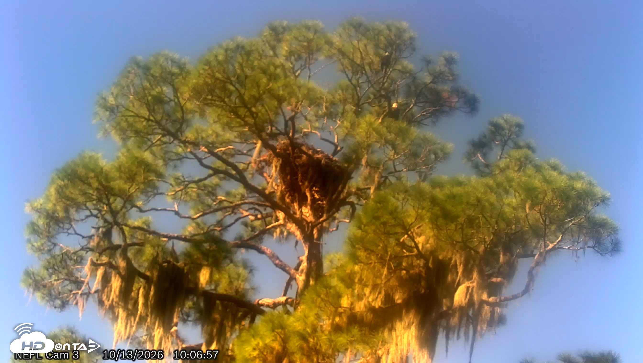 Snapshot of NE Florida Eagles Live Webcam taken Oct 13, 2026, 10:07am EDT