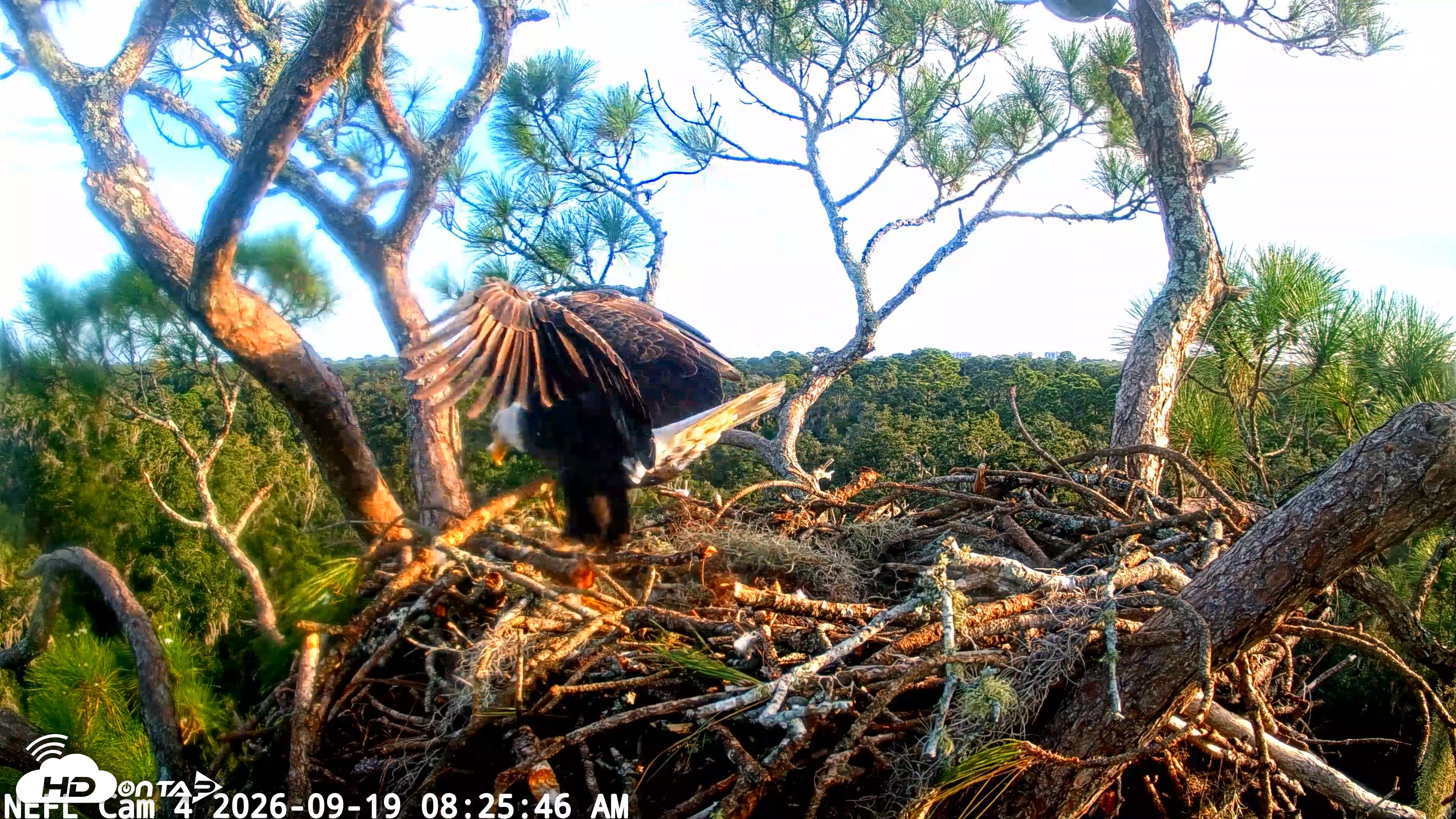 Snapshot of NE Florida Eagles Live Webcam taken Sep 19, 2026, 8:26am EDT