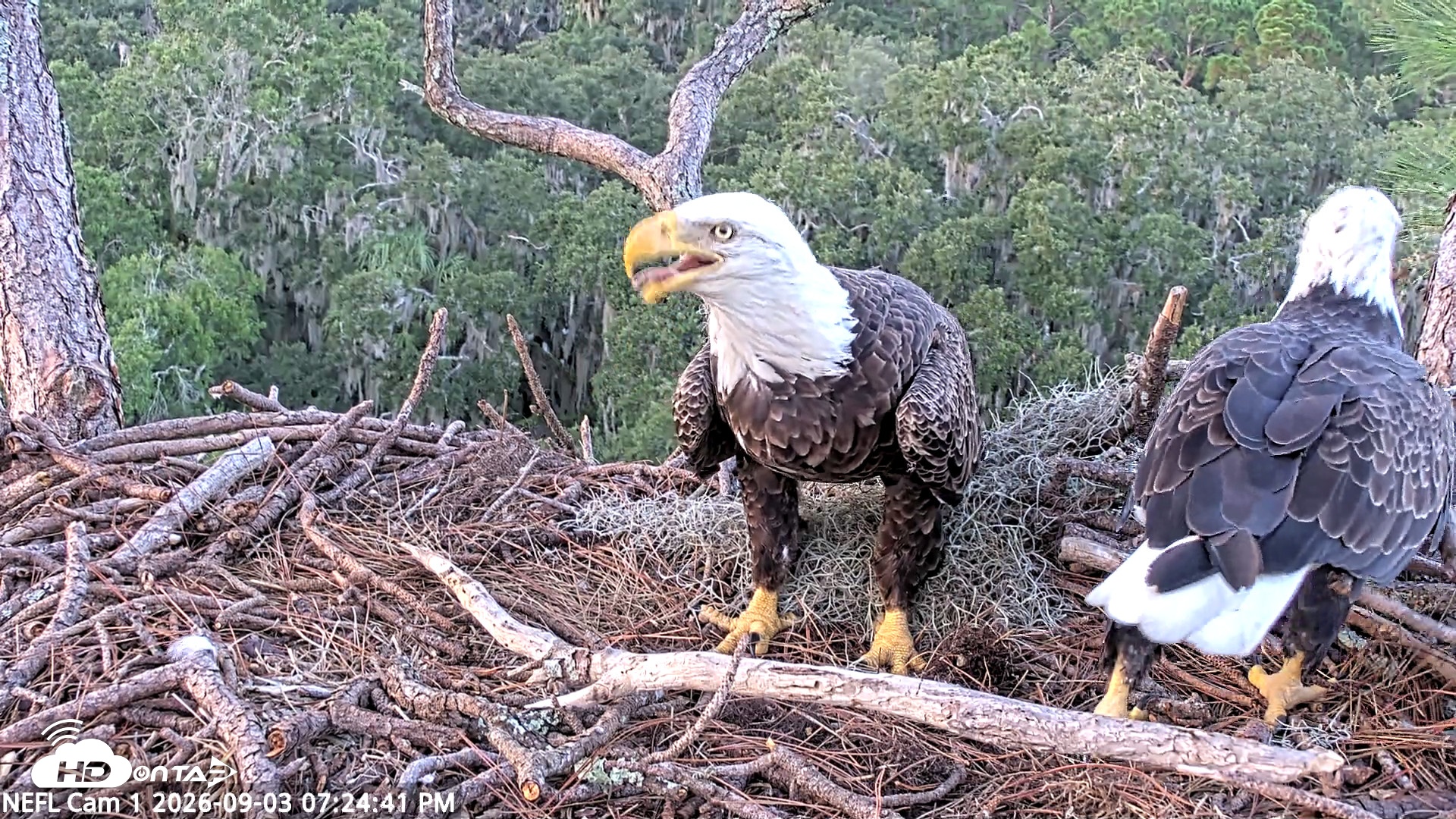 Snapshot of NE Florida Eagles Live Webcam taken Sep 3, 2026, 7:25pm EDT