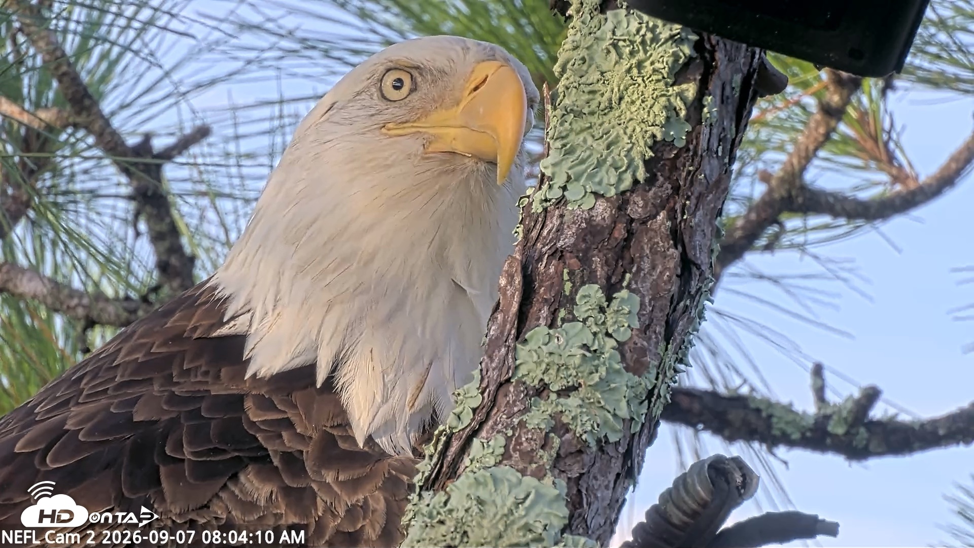 Snapshot of NE Florida Eagles Live Webcam taken Sep 7, 2026, 8:05am EDT