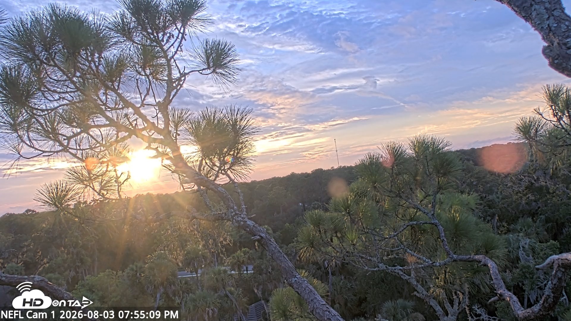 Snapshot of NE Florida Eagles Live Webcam taken Aug 3, 2026, 7:56pm EDT