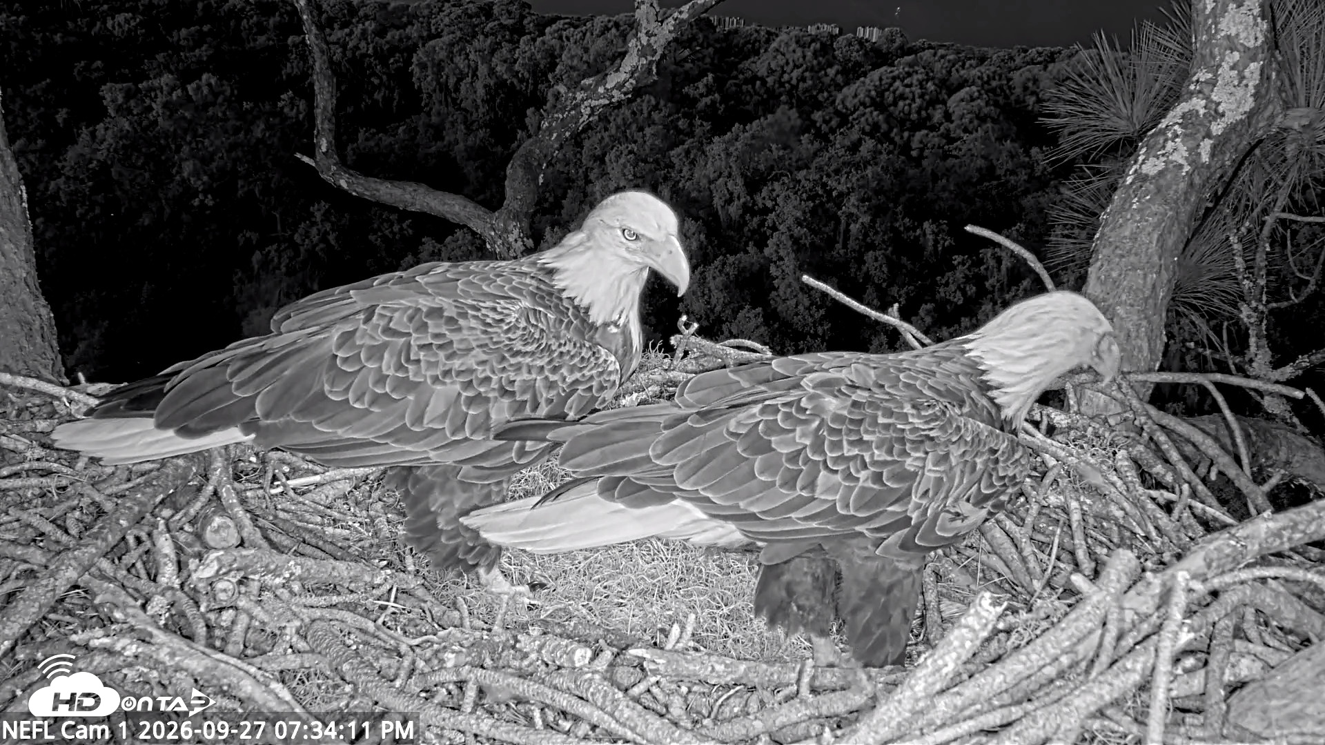 Snapshot of NE Florida Eagles Live Webcam taken Sep 27, 2026, 7:35pm EDT