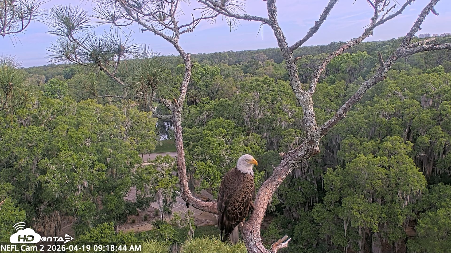 Snapshot of NE Florida Eagles Live Webcam taken Apr 19, 2026, 9:19am EDT
