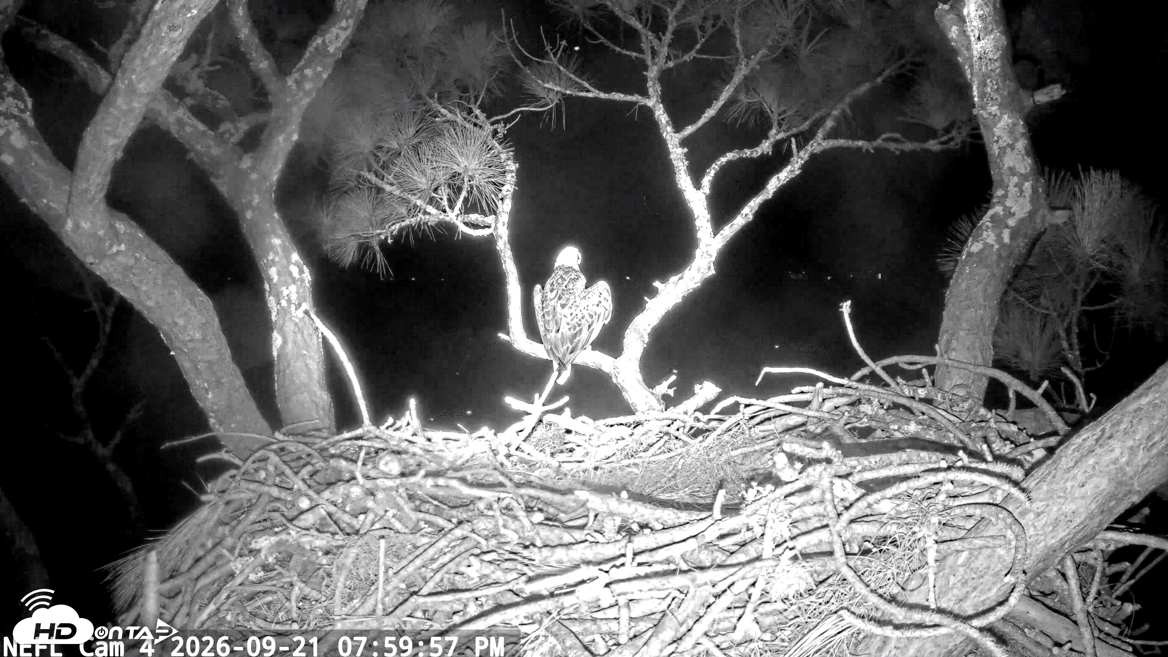 Snapshot of NE Florida Eagles Live Webcam taken Sep 21, 2026, 8:00pm EDT
