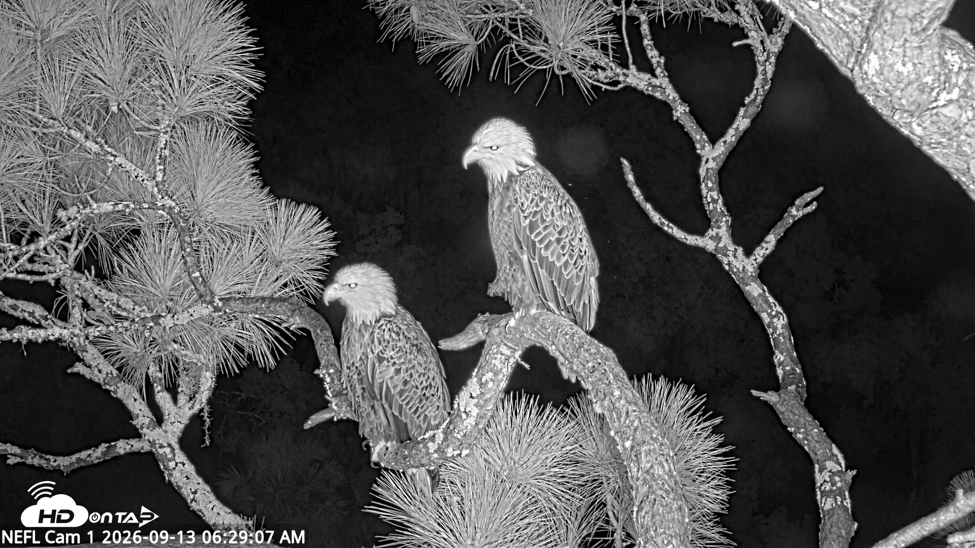 Snapshot of NE Florida Eagles Live Webcam taken Sep 13, 2026, 6:30am EDT