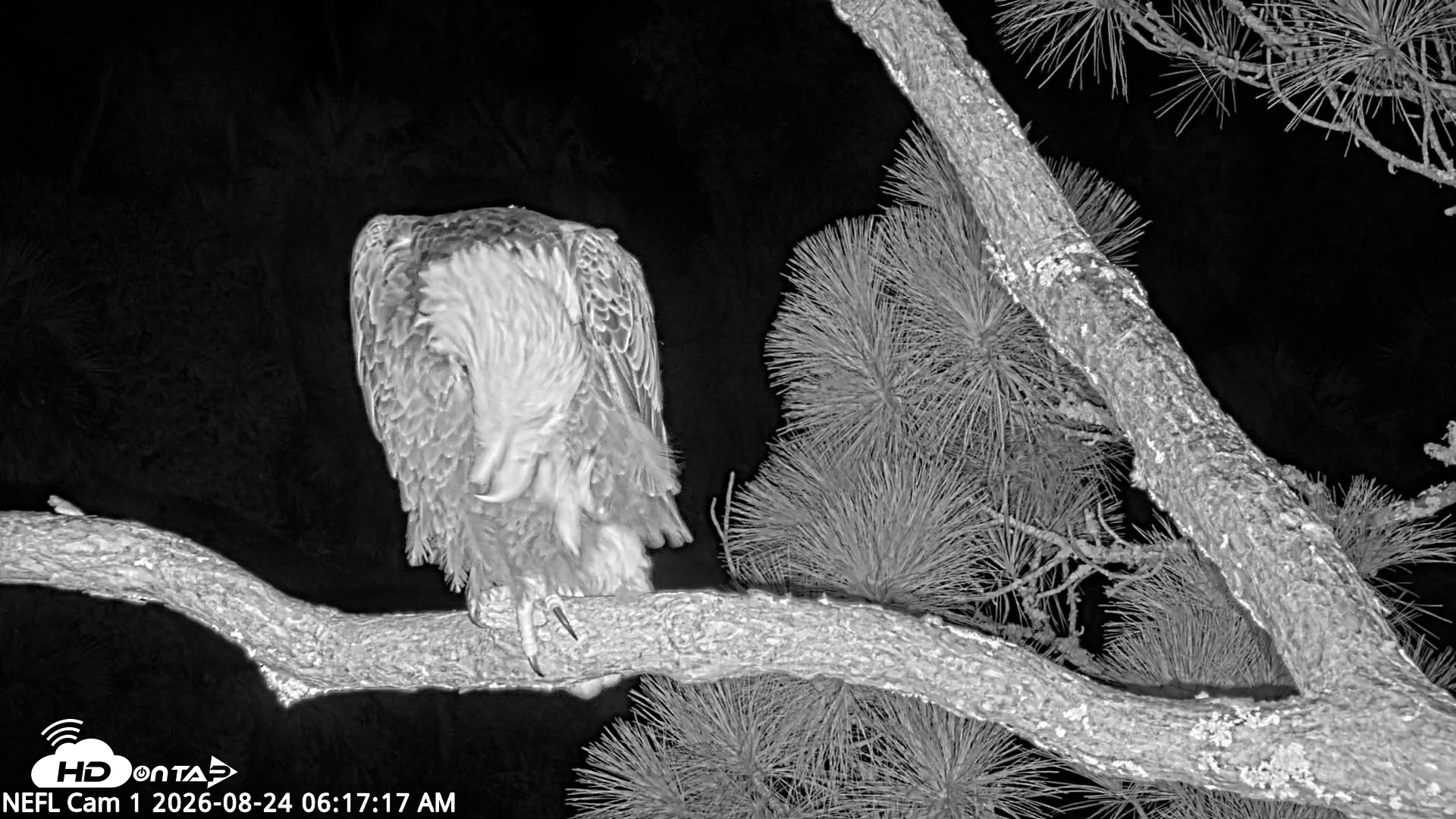 Snapshot of NE Florida Eagles Live Webcam taken Aug 24, 2026, 6:19am EDT