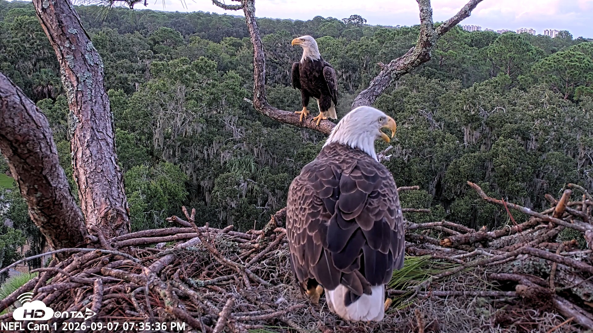 Snapshot of NE Florida Eagles Live Webcam taken Sep 7, 2026, 7:36pm EDT