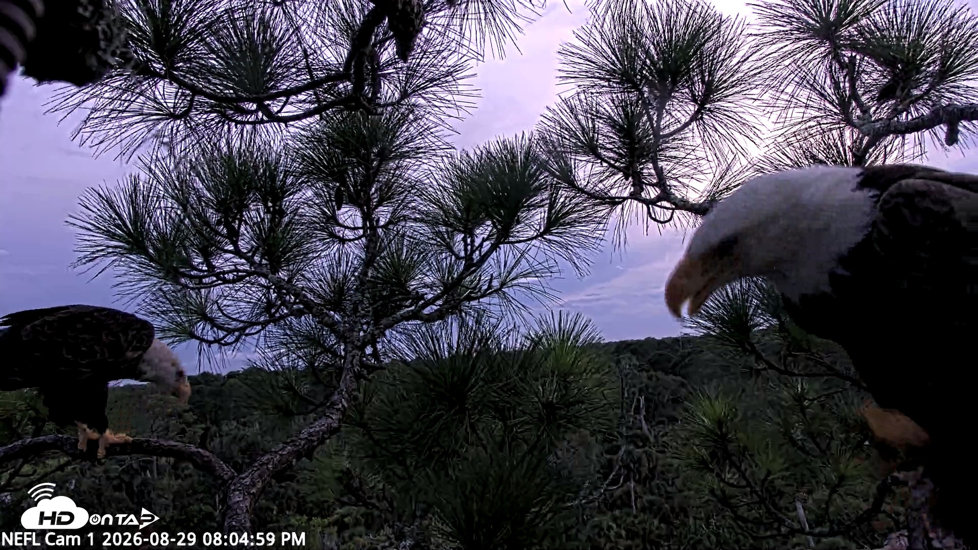 Snapshot of NE Florida Eagles Live Webcam taken Aug 29, 2026, 8:05pm EDT