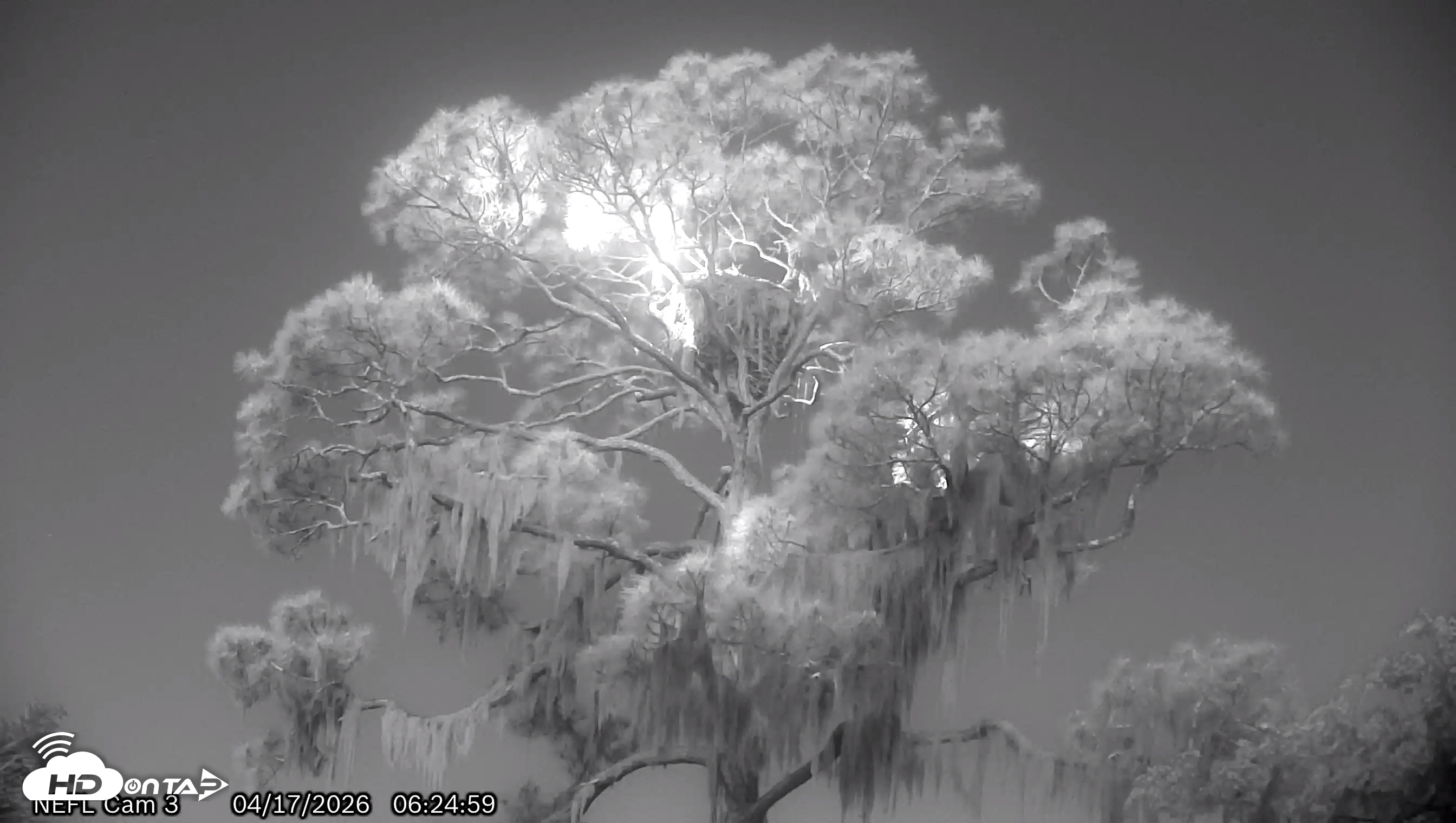Snapshot of NE Florida Eagles Live Webcam taken Apr 17, 2026, 6:26am EDT