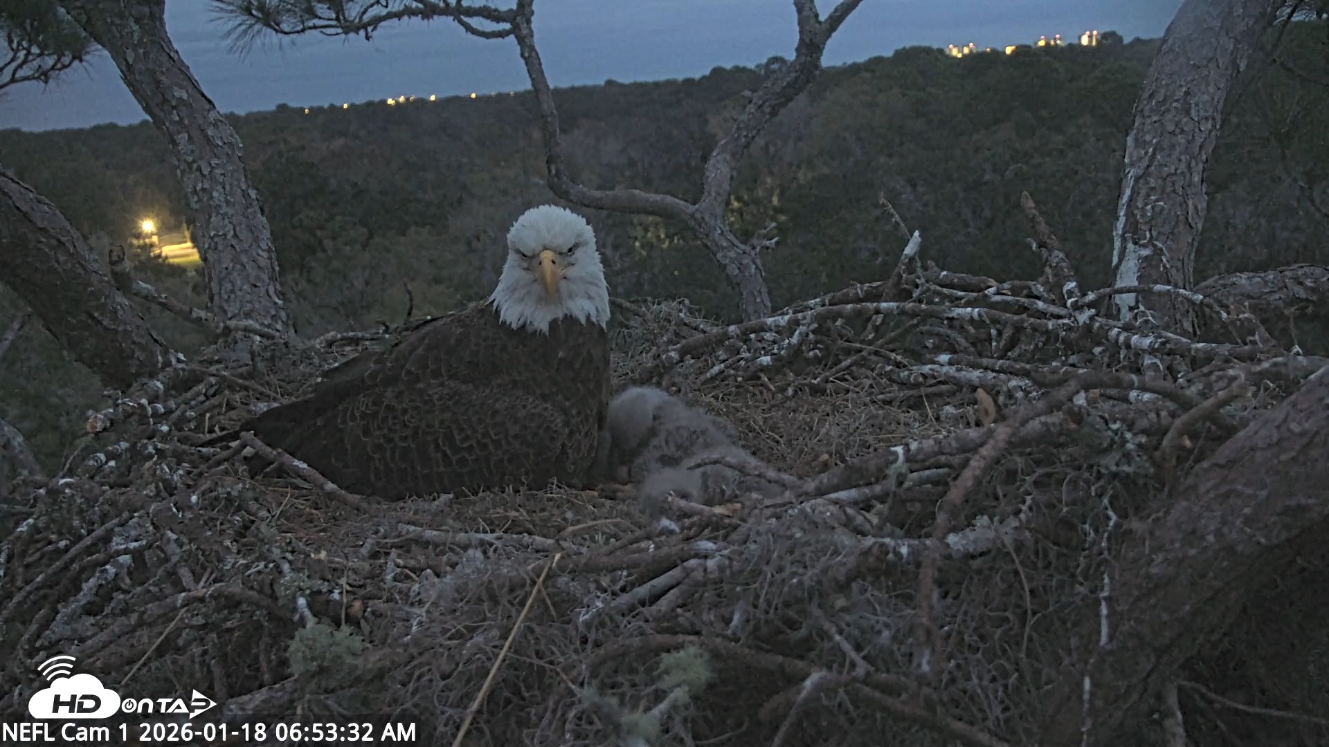 Snapshot of NE Florida Eagles Live Webcam taken Jan 18, 2026, 6:54am EST