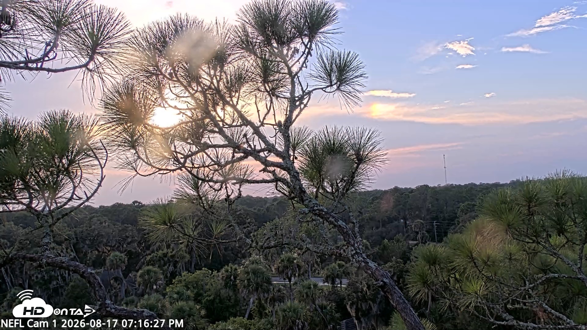 Snapshot of NE Florida Eagles Live Webcam taken Aug 17, 2026, 7:17pm EDT