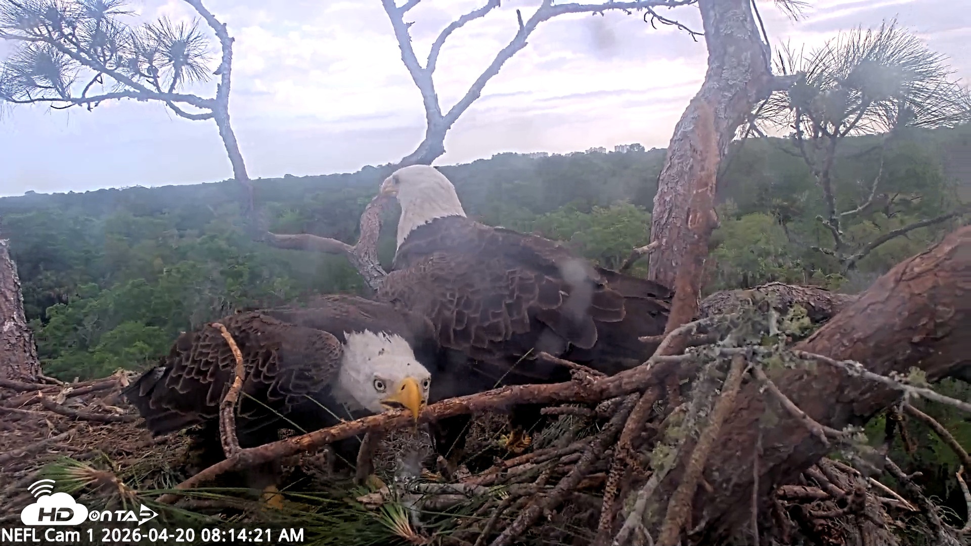 Snapshot of NE Florida Eagles Live Webcam taken Apr 20, 2026, 8:15am EDT
