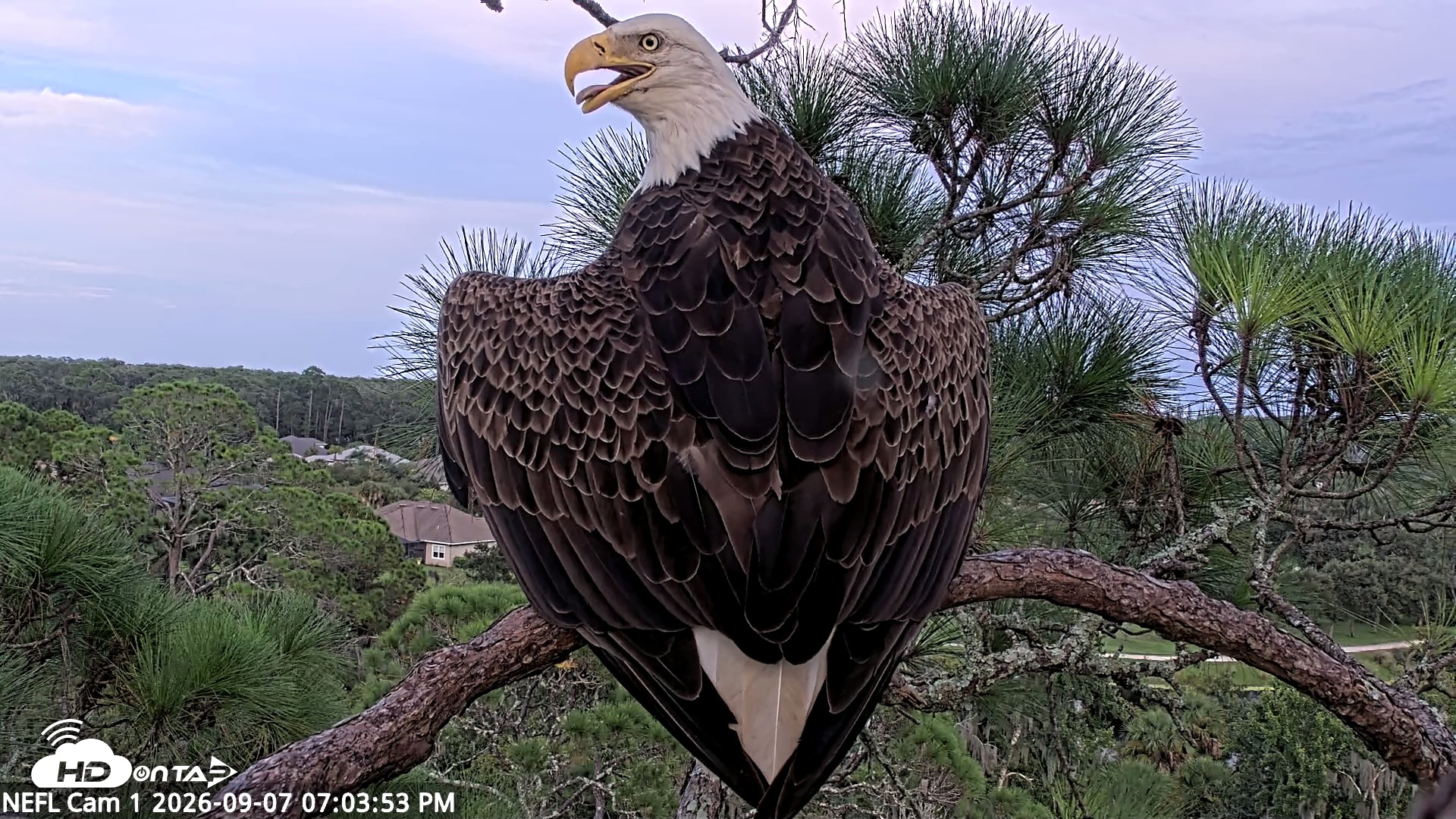 Snapshot of NE Florida Eagles Live Webcam taken Sep 7, 2026, 7:04pm EDT