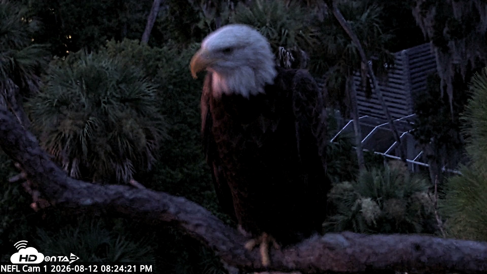 Snapshot of NE Florida Eagles Live Webcam taken Aug 12, 2026, 8:25pm EDT
