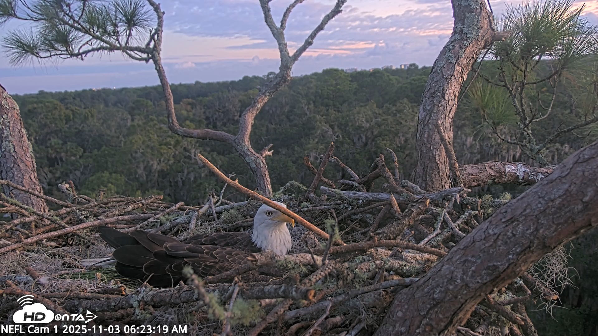 Snapshot of NE Florida Eagles Live Webcam taken Nov 3, 2025, 6:24am EST