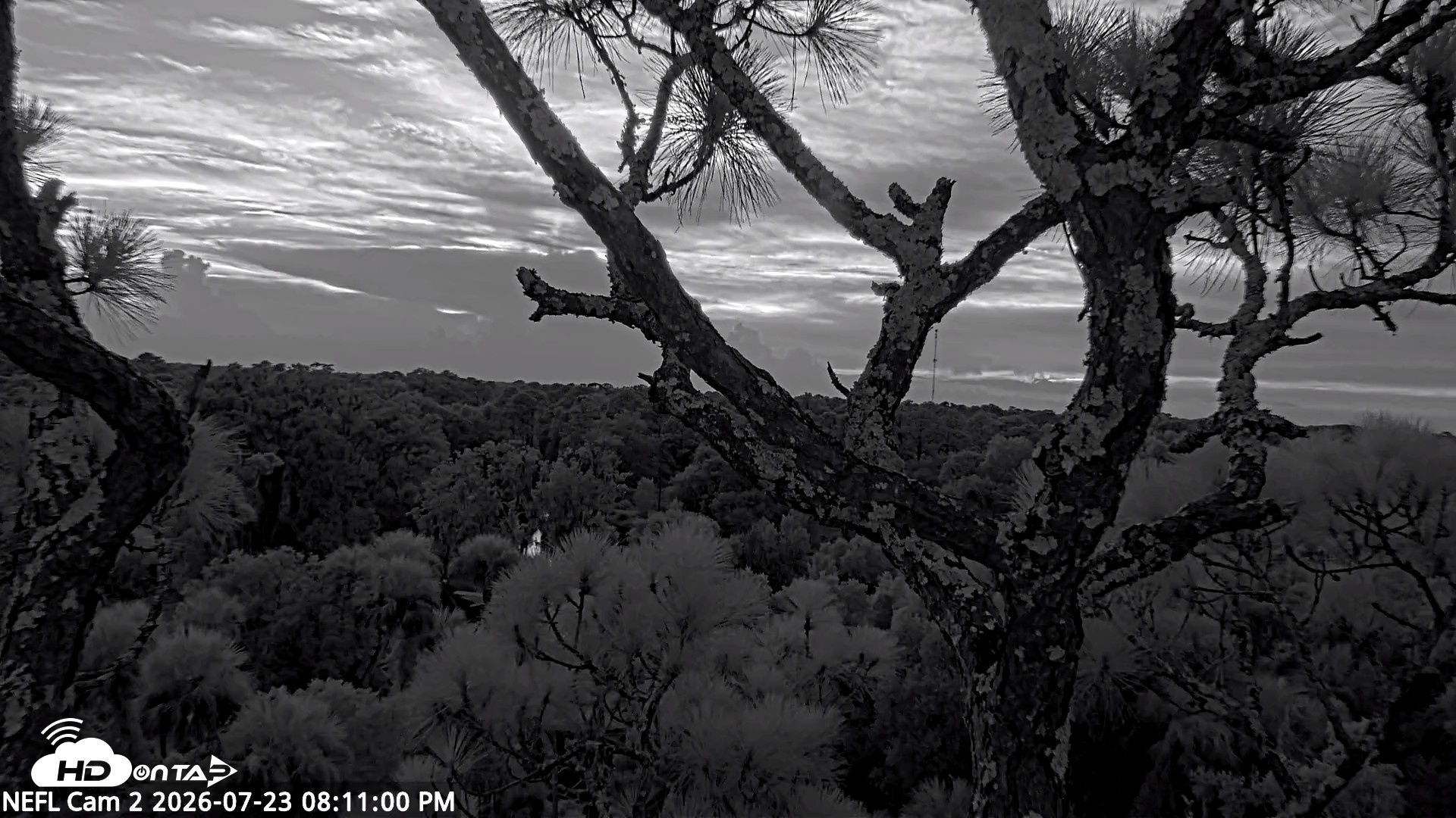 Snapshot of NE Florida Eagles Live Webcam taken Jul 23, 2026, 8:11pm EDT