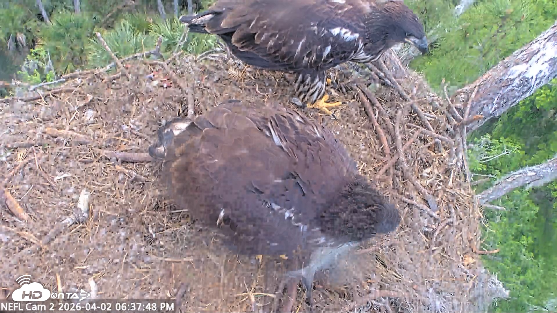 Snapshot of NE Florida Eagles Live Webcam taken Apr 2, 2026, 6:38pm EDT
