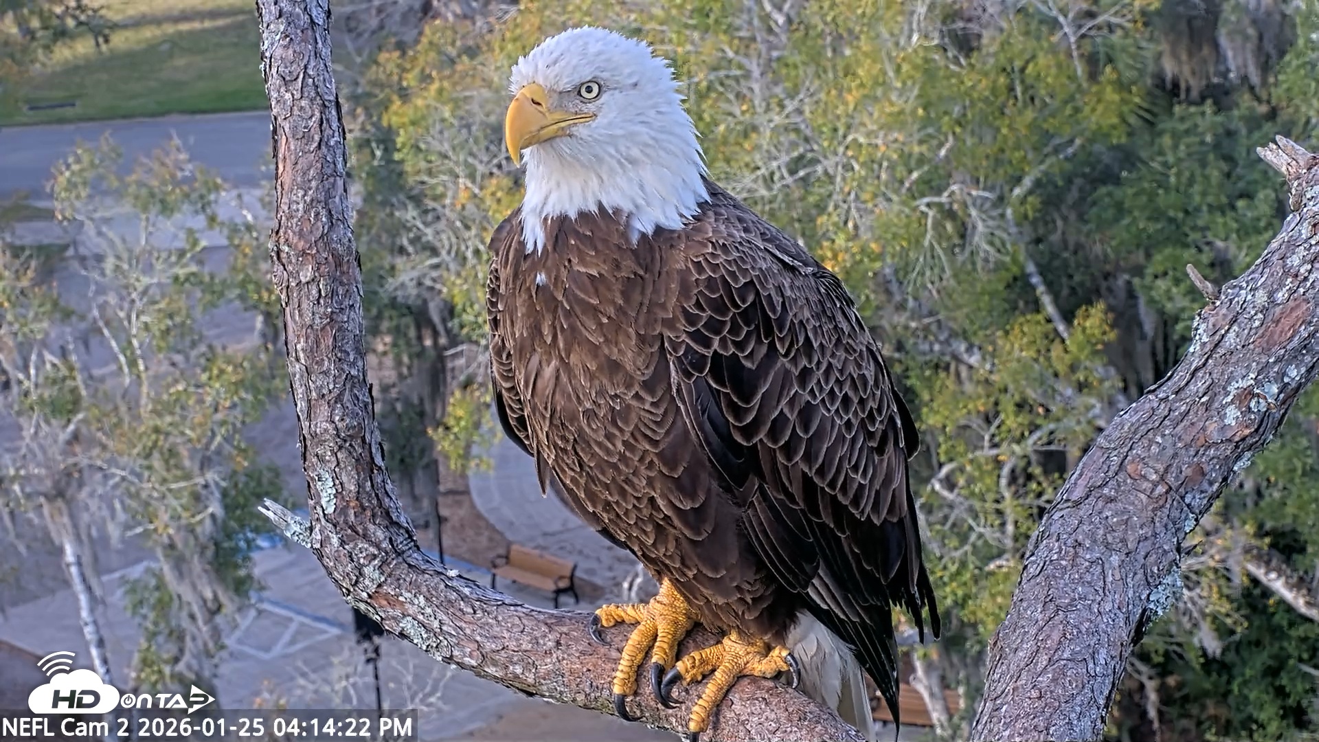 Snapshot of NE Florida Eagles Live Webcam taken Jan 25, 2026, 4:15pm EST