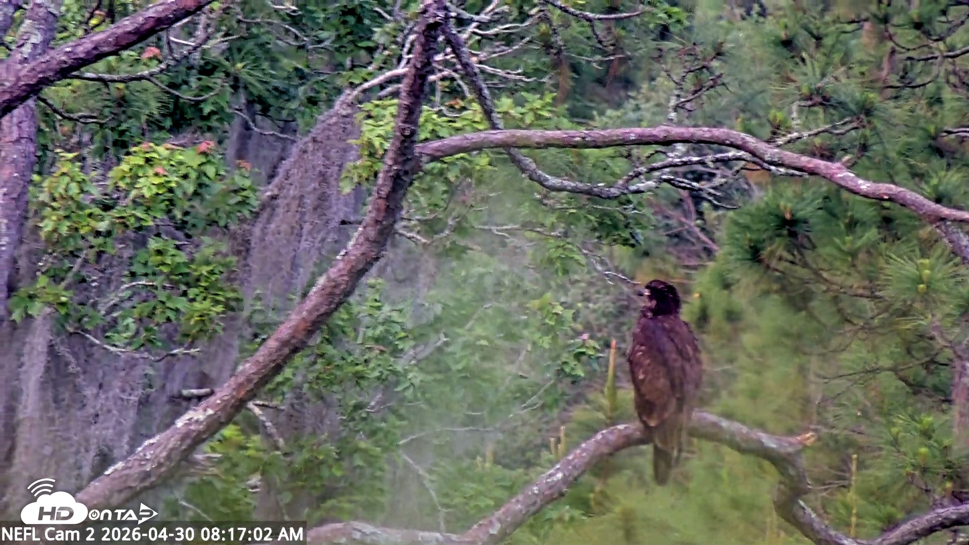 Snapshot of NE Florida Eagles Live Webcam taken Apr 30, 2026, 8:18am EDT