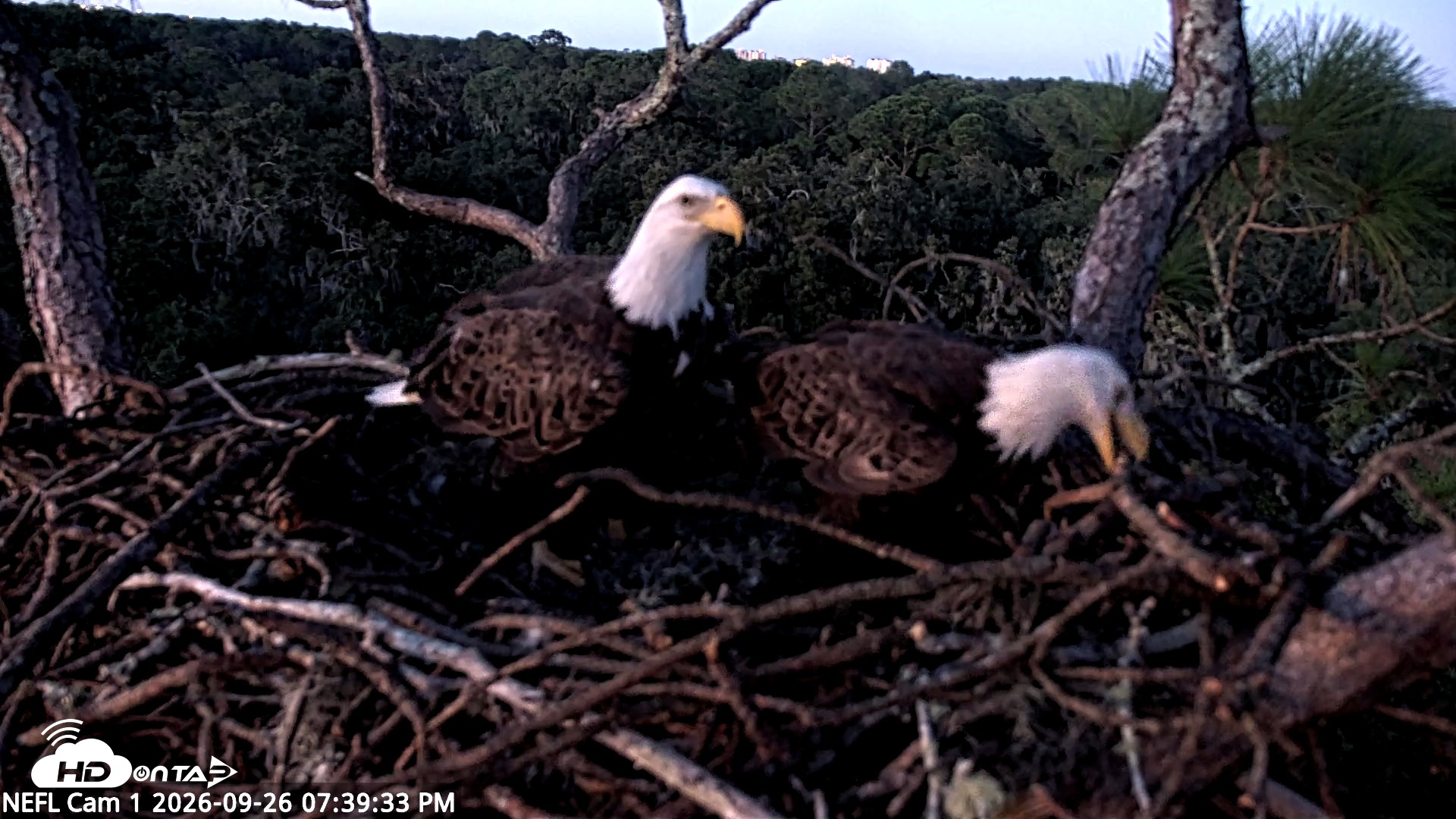 Snapshot of NE Florida Eagles Live Webcam taken Sep 26, 2026, 7:40pm EDT