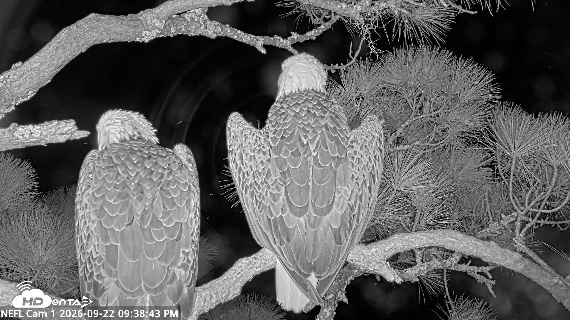 Snapshot of NE Florida Eagles Live Webcam taken Sep 22, 2026, 9:40pm EDT