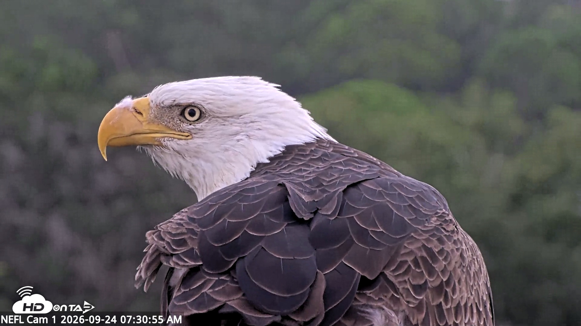 Snapshot of NE Florida Eagles Live Webcam taken Sep 24, 2026, 7:34am EDT
