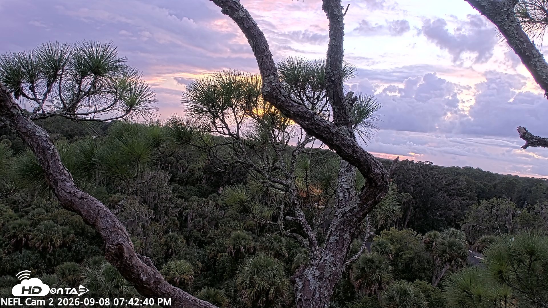 Snapshot of NE Florida Eagles Live Webcam taken Sep 8, 2026, 7:43pm EDT