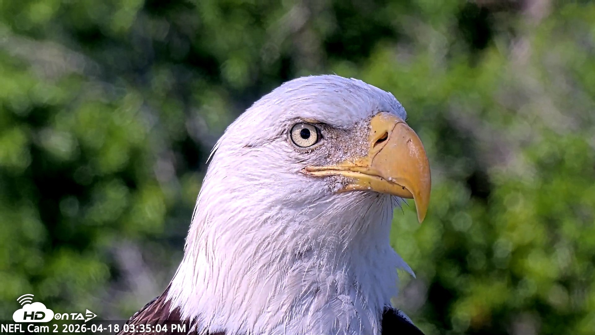 Snapshot of NE Florida Eagles Live Webcam taken Apr 18, 2026, 3:35pm EDT