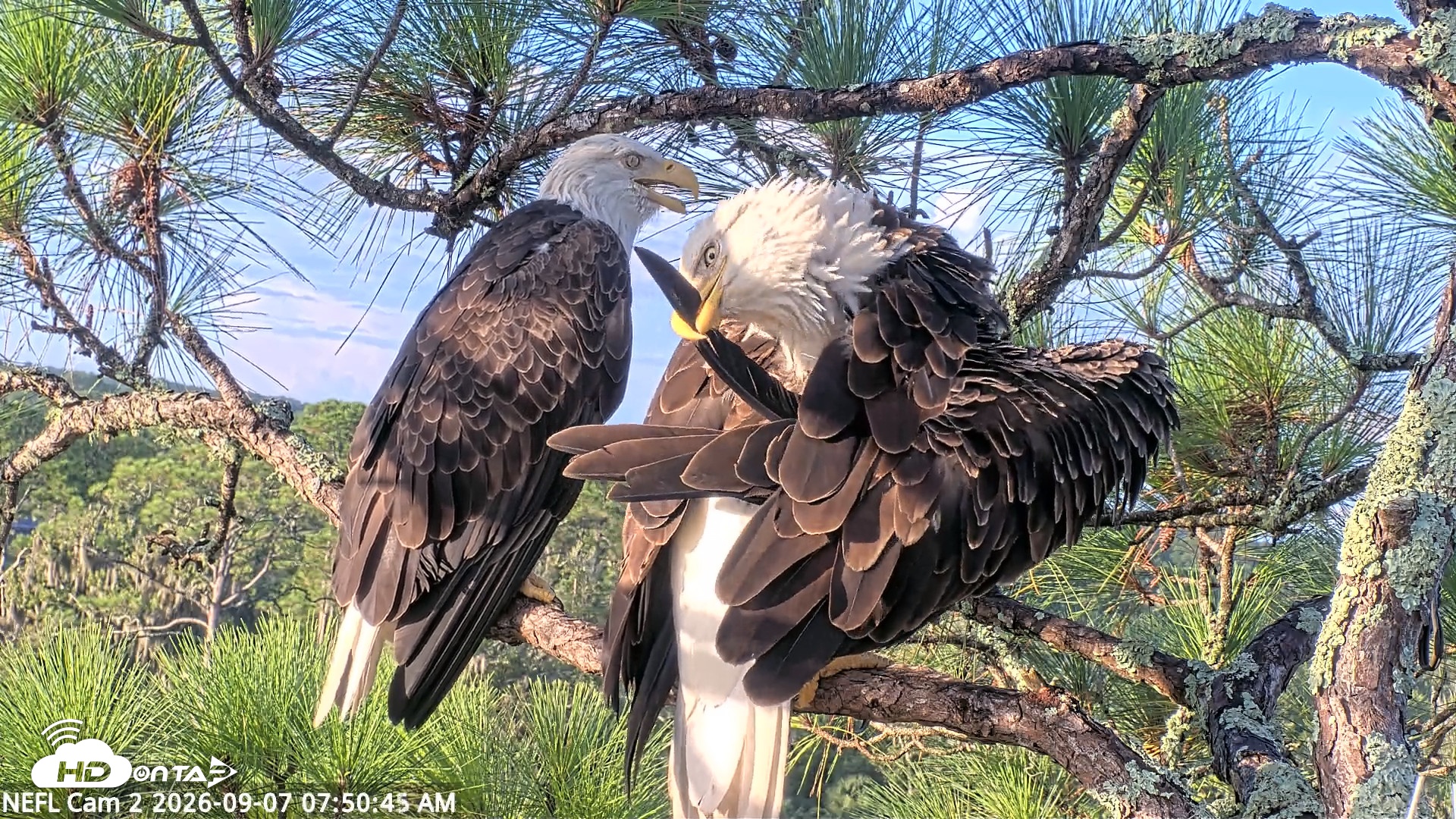 Snapshot of NE Florida Eagles Live Webcam taken Sep 7, 2026, 7:51am EDT