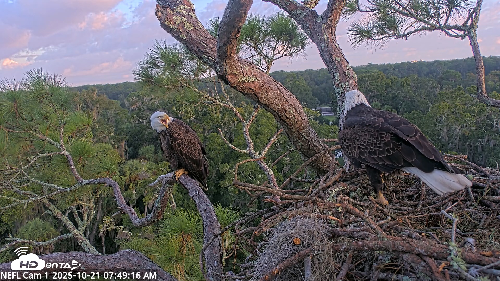 Snapshot of NE Florida Eagles Live Webcam taken Oct 21, 2025, 7:50am EDT