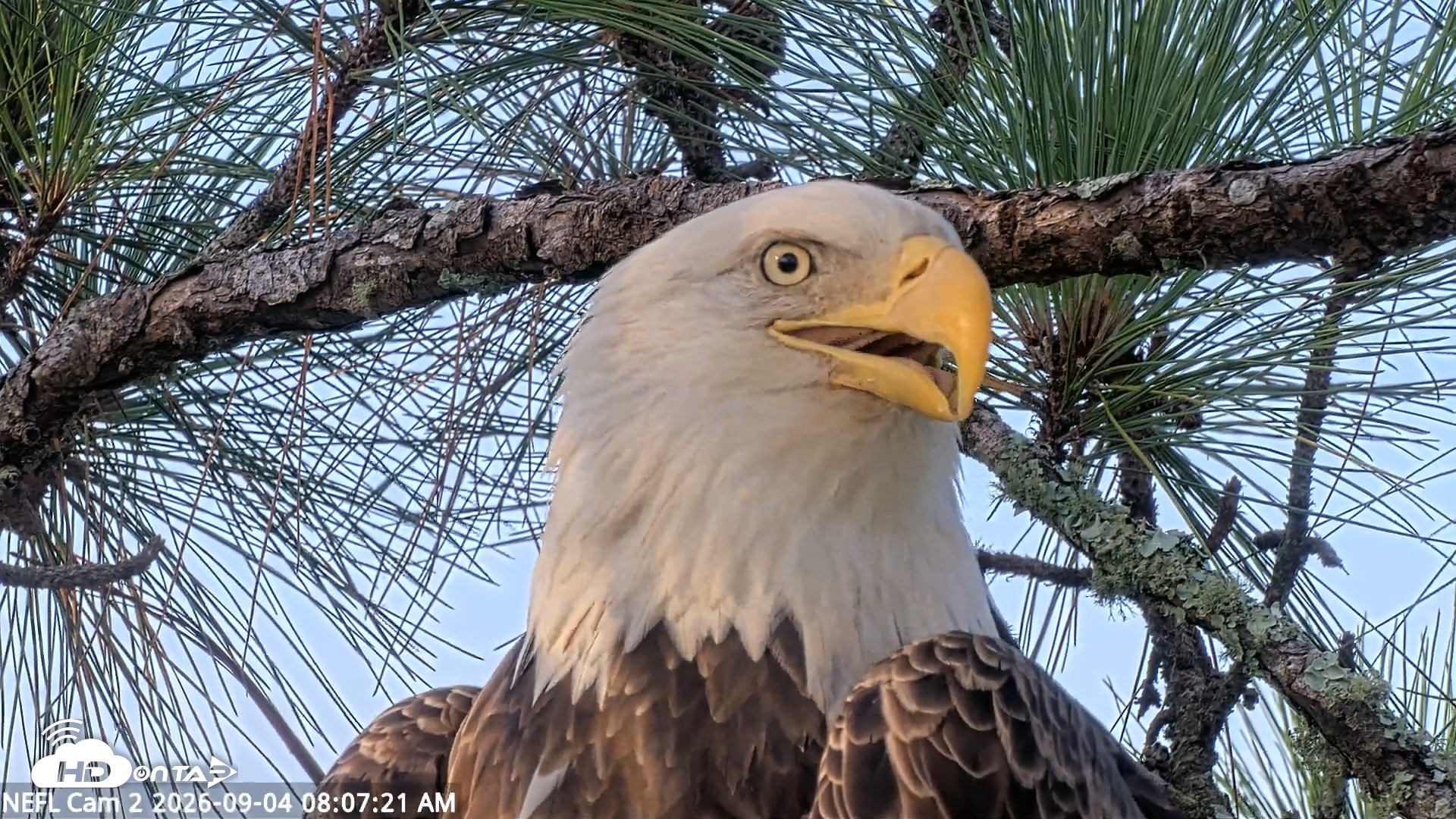 Snapshot of NE Florida Eagles Live Webcam taken Sep 4, 2026, 8:08am EDT