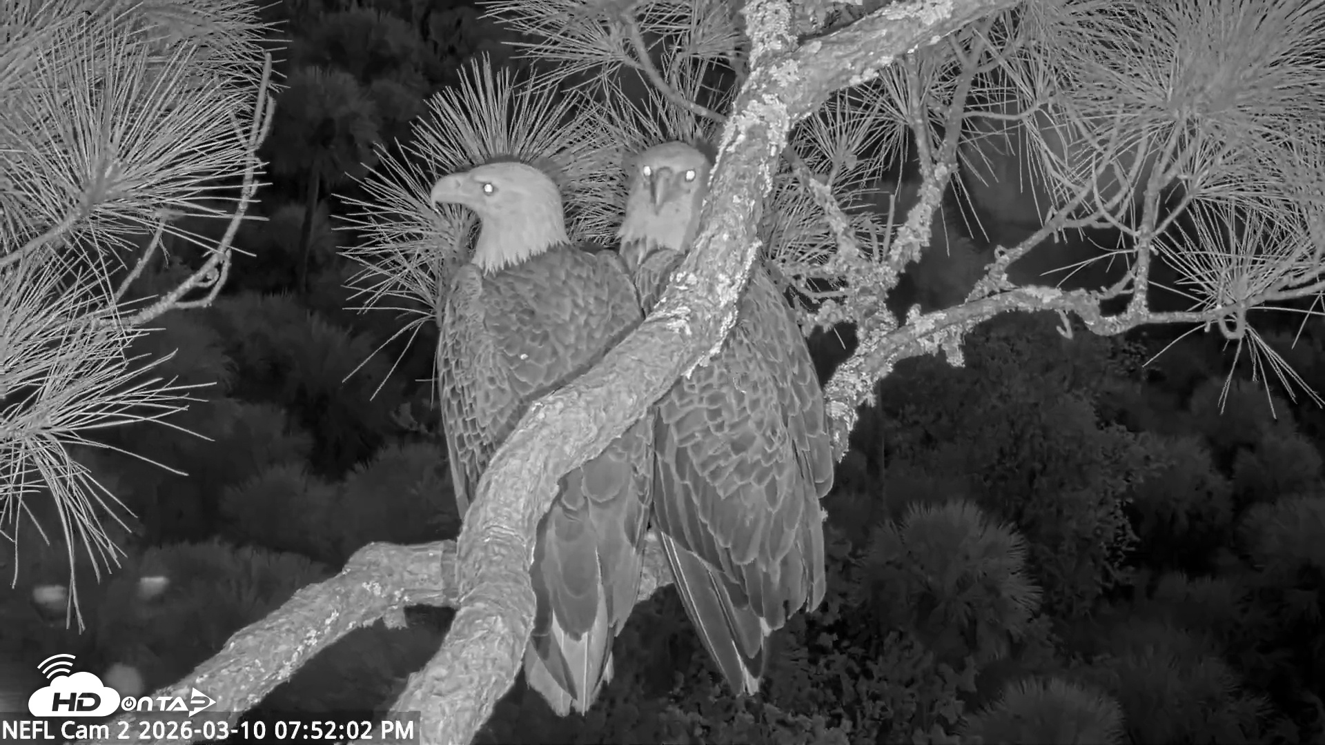 Snapshot of NE Florida Eagles Live Webcam taken Mar 10, 2026, 7:52pm EDT